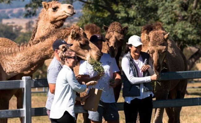 Red Dune Desert Safari Enjoy Camel Rides and Quad Biking