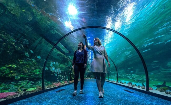 The National Aquarium Abu Dhabi Overview