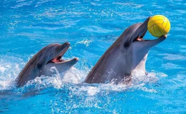 Dubai Dolphinarium